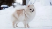 Câine alb: câini pufoși de culoare albă