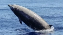 Descrierea balenei corase din cartea roșie